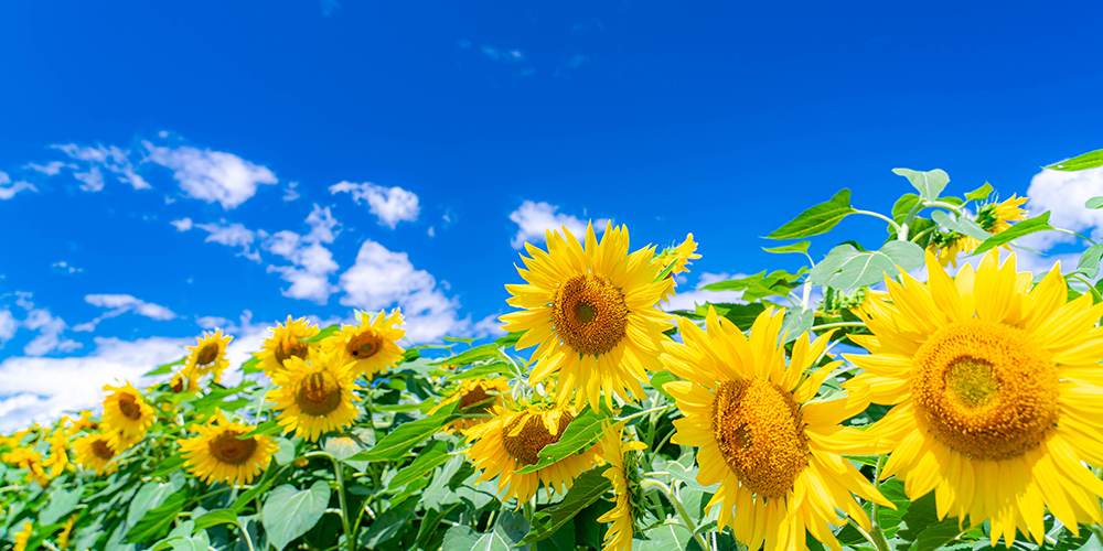 夏（SUMMER）の場合